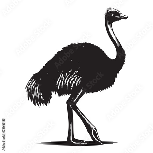 Silhouette of an ostrich standing on a white background, showcasing its long neck and feathered body on transparent background 