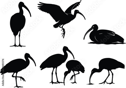 PrintBlack ibis bird silhouettes, flying ibis, standing ibis, walking ibis, foraging ibis, bird poses, wildlife illustration, wading bird design, nature art