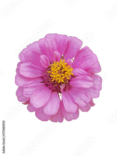 pink flower png
