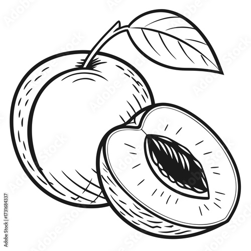 Hand-drawn peach with leaf and pit