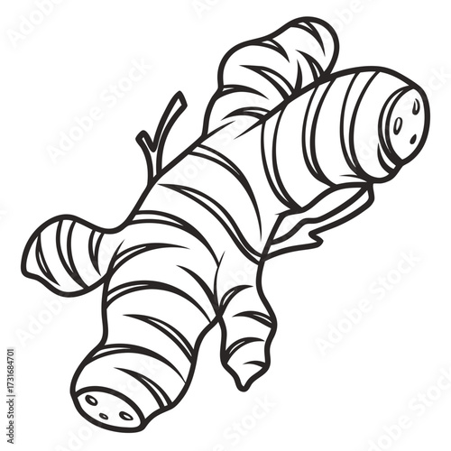 Ginger root black and white illustration