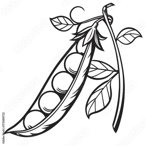 Elegant outline of fresh pea pod and peas