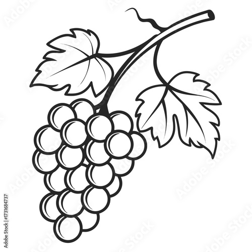 Vineyard grape illustration isolated on white background