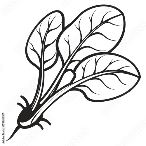 Simple illustration of Fresh spinach leaves