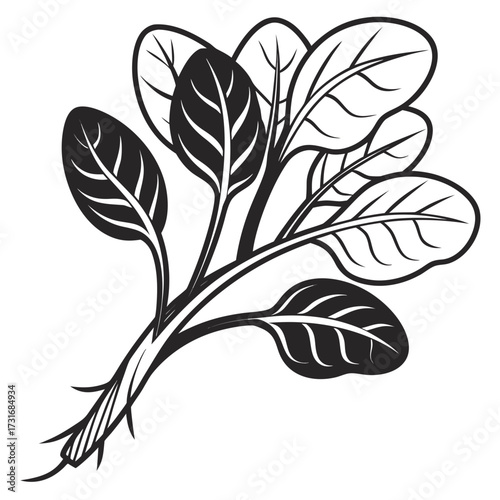 Fresh green leafy vegetable isolated, illustration for healthy eating 