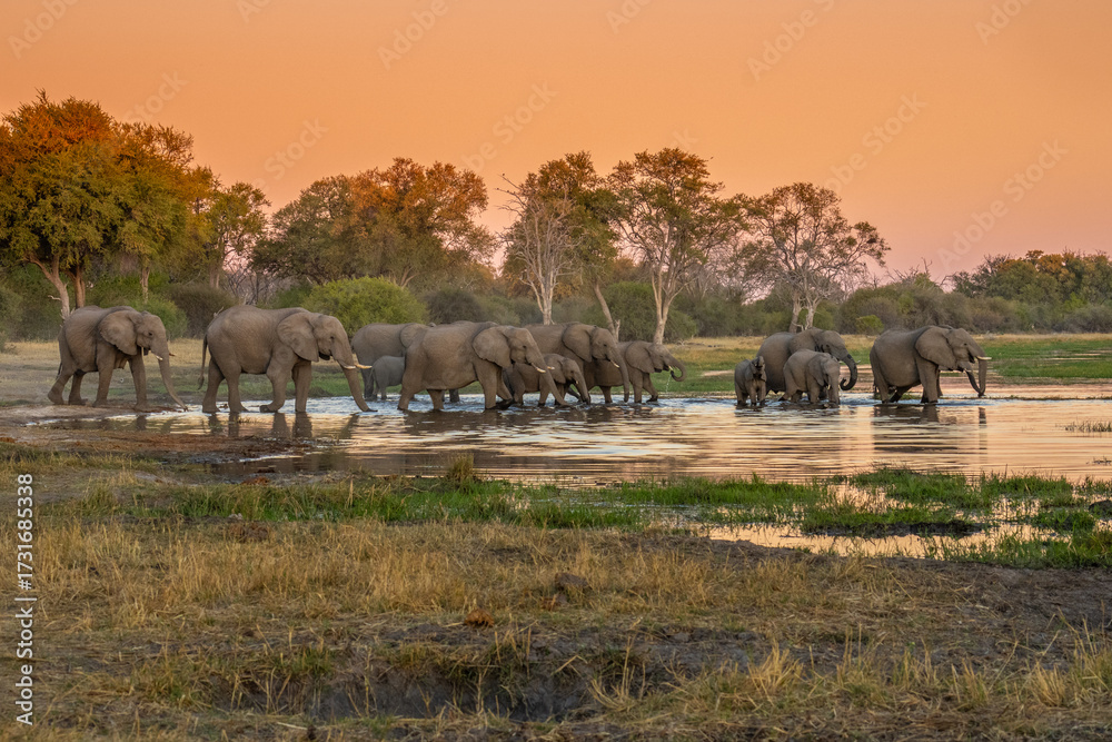 custom made wallpaper toronto digitalherd of African elephants at sunset Botswana (Loxodonta africana)
