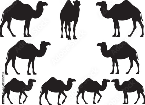 Camel Silhouettes: A collection of elegant black silhouettes of camels, perfect for conveying themes of desert, travel, and wildlife. Illustrative camels with iconic humps, stride across the image.