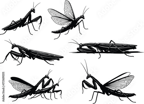 PrintPraying mantis silhouette, insect illustration, entomology design, mantis wings spread, insect anatomy, black silhouette art, mantis pose collection, vector insect