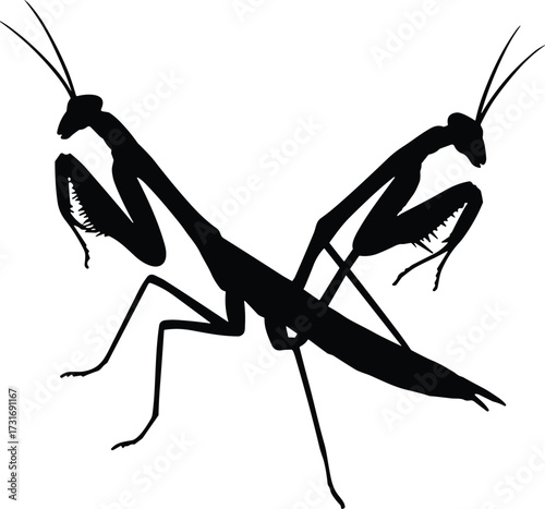 Praying mantis silhouette, insect symmetry, mirrored mantis design, black vector illustration, nature balance, duality concept, entomology art, wildlife insect graphic