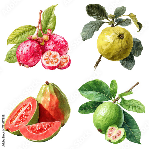 Artistic illustration displaying vibrant watercolor guavas with different colors and sizes on transparent background