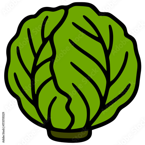 vector illustration of a cabbage