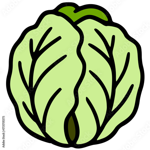 vector illustration of a green cabbage