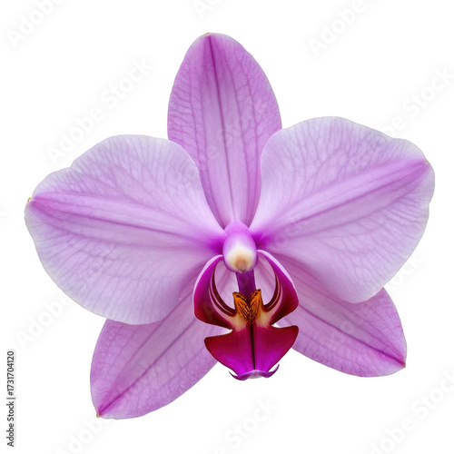 Soft purple orchid flower with delicate petals and intricate center details close up