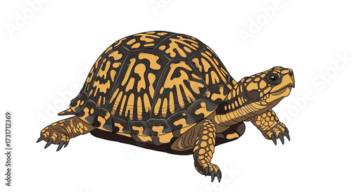 Understanding the fascinating world of box turtles and their unique adaptations.
