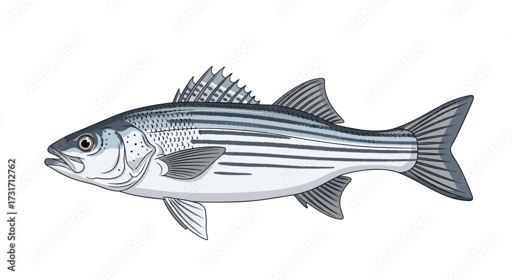Fototapeta premium Striped bass fish swimming in the ocean with clear background.