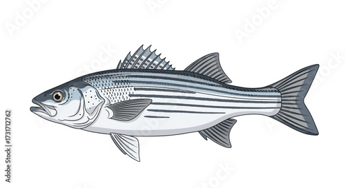 Striped bass fish swimming in the ocean with clear background.