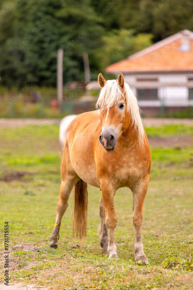Fototapeta premium Brown and white horse portrait on farm background close-up