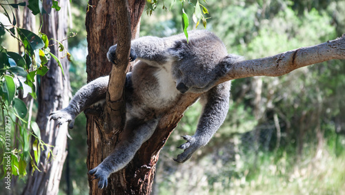 Canvas Print Koala descansando en eucalipto