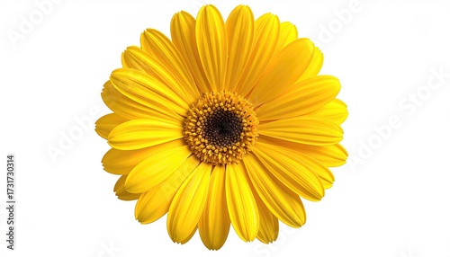 Close-up of a bright yellow gerbera daisy against white background