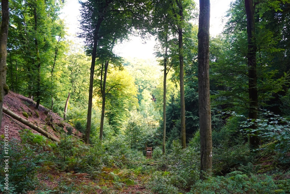 Obraz premium morning in the forest