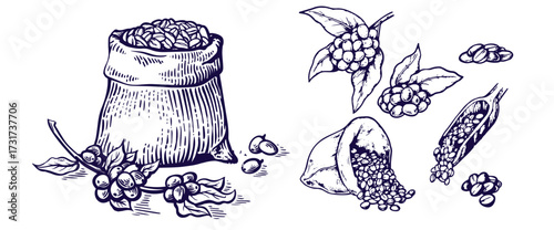 Set of coffee beans in bag in graphic style hand-drawn vector