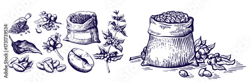 Set of coffee beans in bag in graphic style hand-drawn vector