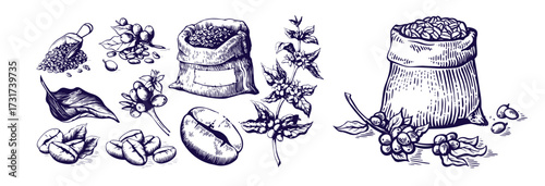 Set of coffee beans in bag in graphic style hand-drawn vector