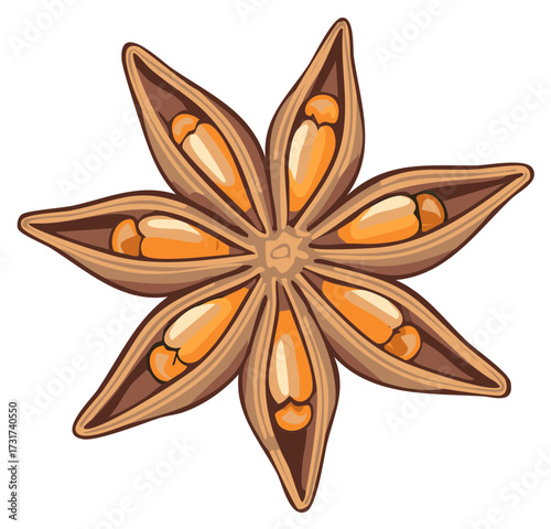 Detailed vector illustration of a single aromatic star anise spice pod with seeds