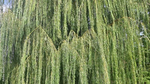 Wind in the willow