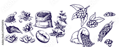 Set of coffee beans in bag in graphic style hand-drawn vector