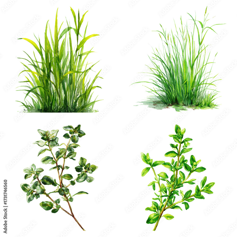 Fototapeta premium Watercolor image of assorted herbs and grasses, lush green and natural, displayed beautifully on transparent background