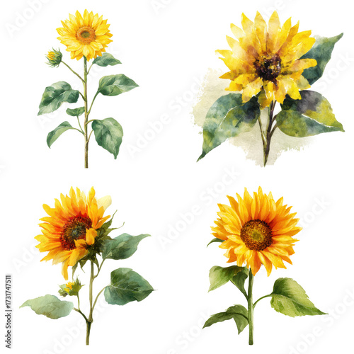 Watercolor painting of bright sunflowers in various styles and perspectives, set artistically on transparent background