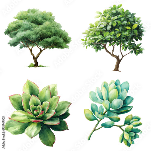 Watercolor illustration showing various trees and succulent plants, botanically accurate, in detail, isolated on transparent background