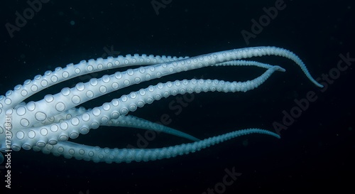 Underwater view of octopus tentacles in dark ocean environment