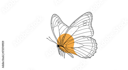 A detailed scientific illustration of a butterfly's thorax region highlighting its internal structures and aerodynamic properties for enhanced flight studies.