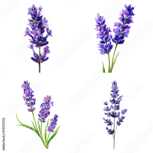 Four beautiful watercolor illustrations of lavender flowers in full bloom, displaying elegance and charm on transparent background