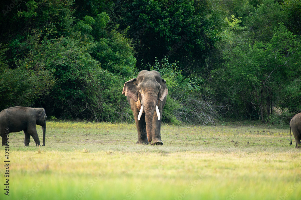 Fototapeta premium King Tusker Kavanthissa in Sri Lanka Wildlife