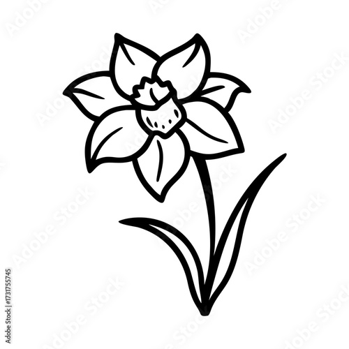 Daffodil flower illustration in black line art for spring equinox celebration  