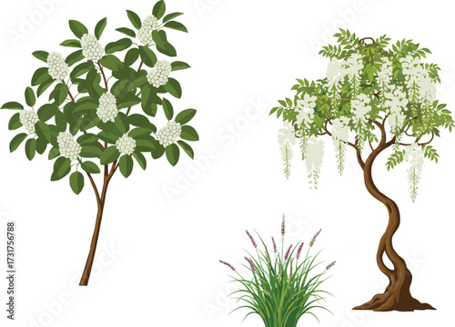 Green flowering tree with white blossoms, ornamental grass with purple flower spikes, wisteria