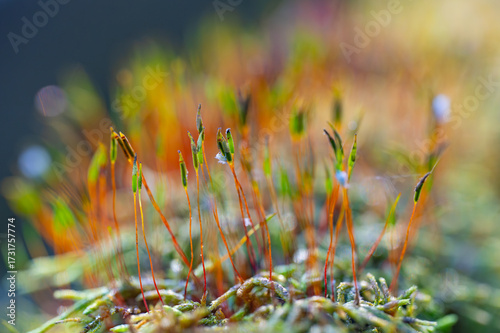 Fotografía Closeup of hypnum moss glowing in brief sunlight looking like sprouts, with a wo