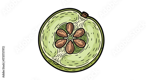 Illustrative cross-section of a green fruit showcasing seeds and textured rind detail