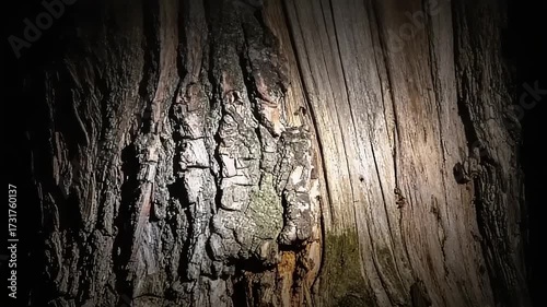 Detailed tree bark texture illuminated with focused lighting