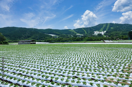 信州菅平高原に広がる広大なレタス畑