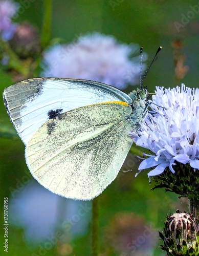 Close-up of a pale butterfly on a flower