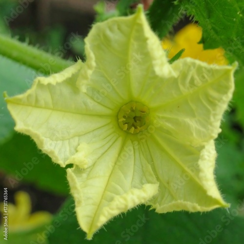 Close-up of a pale yellow flower