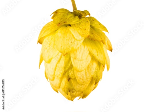Close-up of a pale yellow hop cone