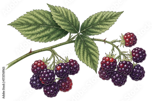 Blackberry Plant Illustration – Botanical Vector Featuring Ripe and Unripe Berries with Green Palmate Leaves and Curved Stem – Minimal Design for Education, Nature, or Seasonal Projects