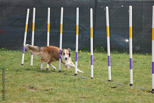 Cuadro en lienzo Active dog performing slalom at canine agility course