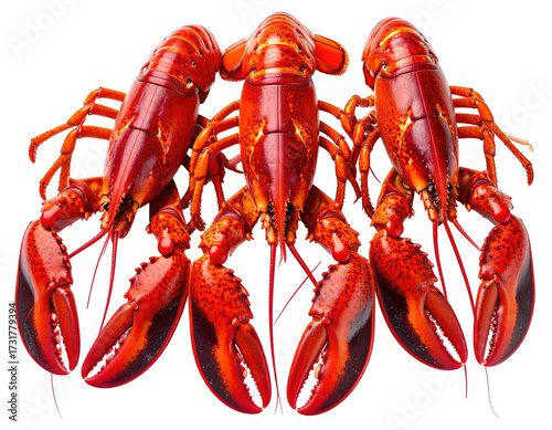 lobster on white background
