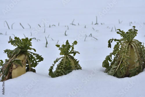 雪の中の大根